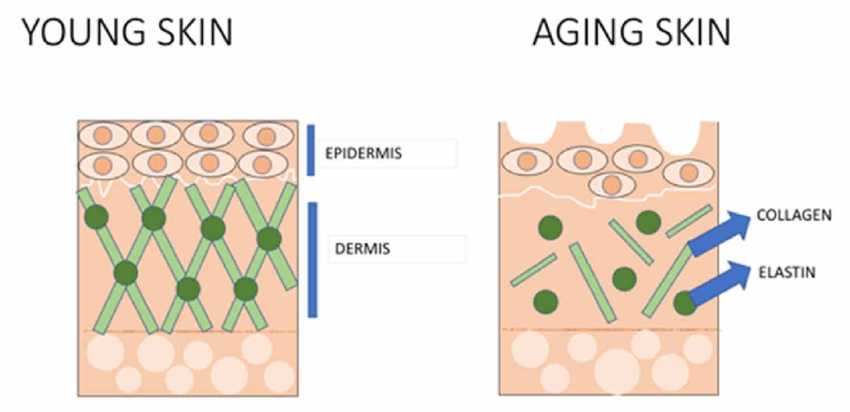 antiaging 3